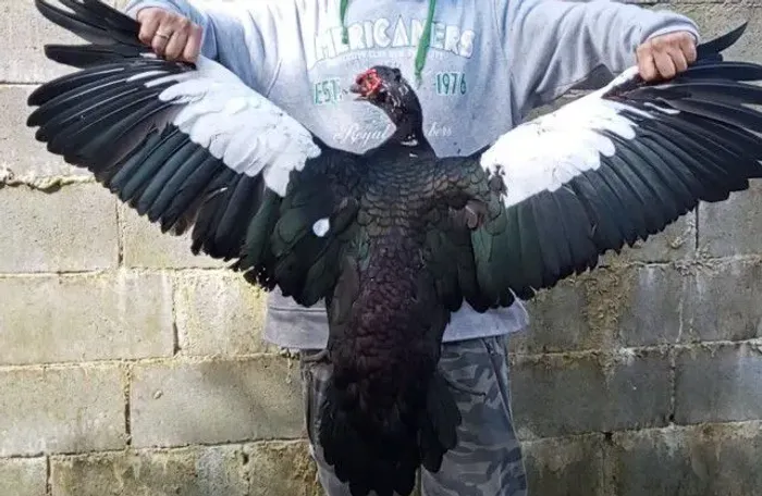 Pato Gigante !!!!