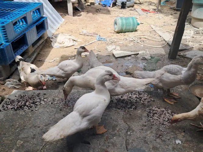 Patos $40cada ou todos $200