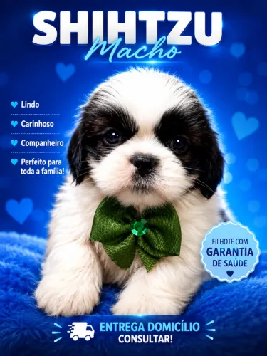 Shihtzu, seu carinho conquista corações