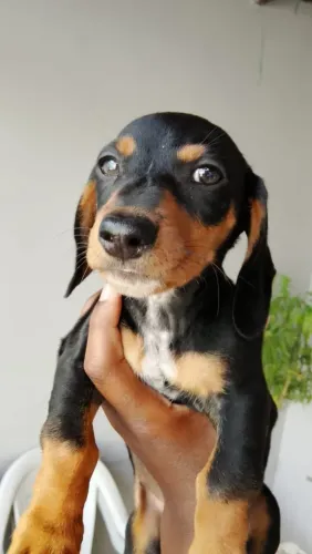 Filhotes basset