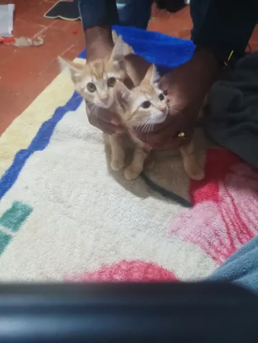 Gatos pra adoção
