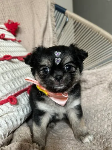 Fêmea chihuahua pelo longo