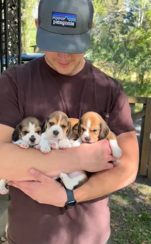 Filhotes de Beagle prontos para receber muito carinho.