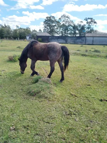 Vendo cavalos