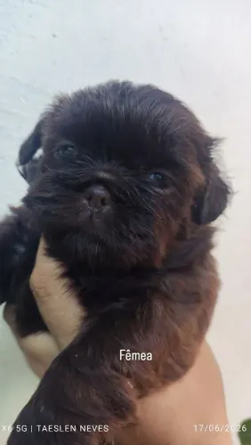 Filhotes de shih Tzu