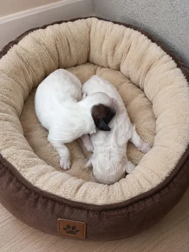 Filhotes Lhasa apso para reserva