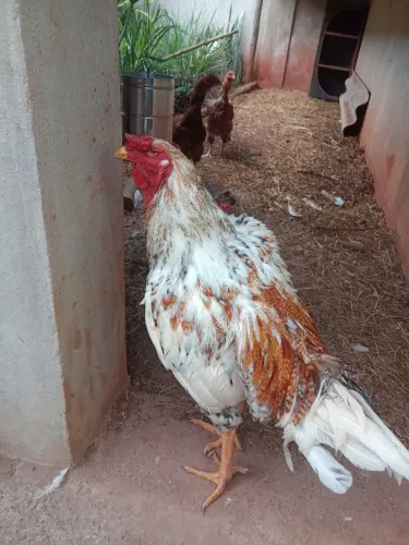 Galo. Carijó. Linhagem de excelência.