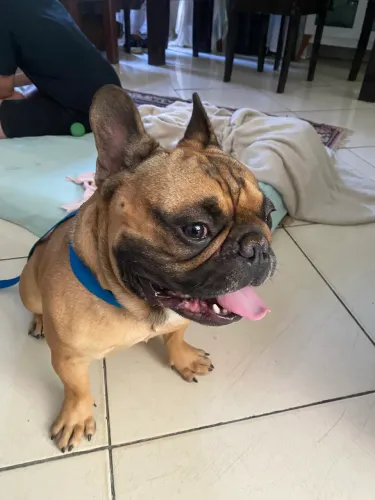 Macho de buldogue francês Disponível para cruza