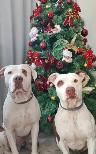 Doação cachorro R$500 darei como ajuda