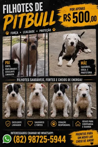 Pit Bull
