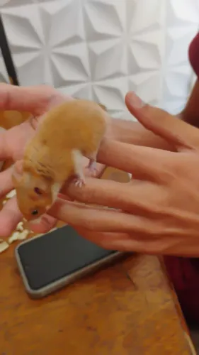 Hamster sírio filhote 