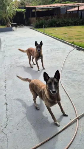 Filhotes de pastor belga malinois