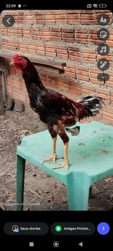 Frango índio gigante 