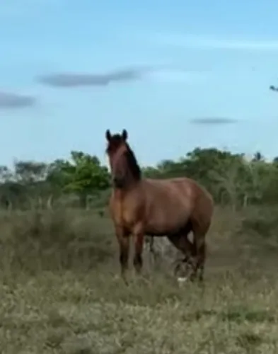 Cavalo campolina