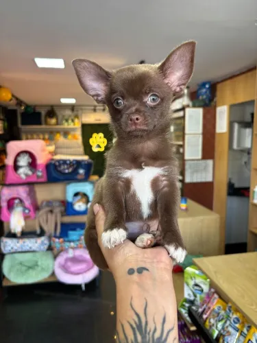 Chihuahua chocolate pelo longo com pedigree.
