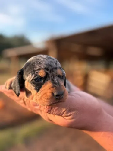 dachshund fêmea arlequin
