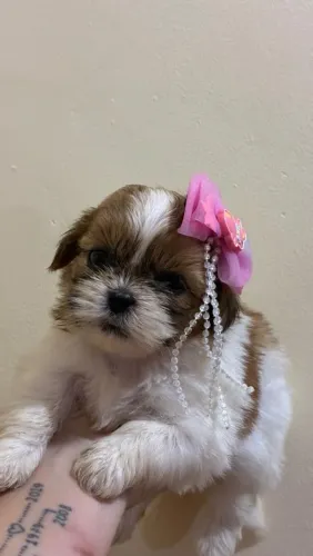 Belíssimos filhotes de Shih-tzu Mine com pedigree cbkc