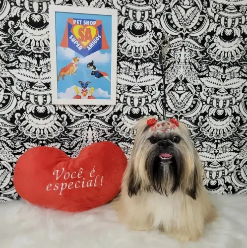 Shih Tzu fêmea 2 anos 