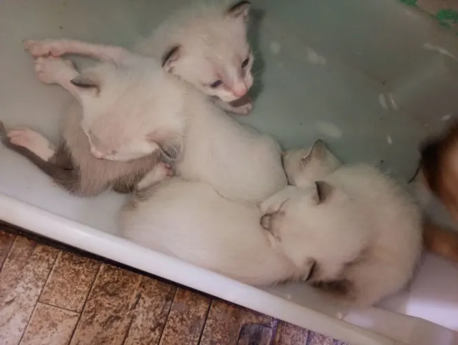 Gatinhos para doar vão fazer 1 mês dia 22 de maio 