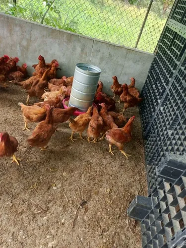 Vende-se galinhas e galos