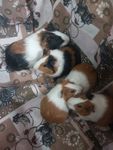 Filhotes de Porquinho da Índia