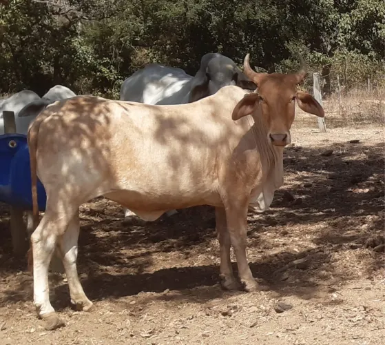 Vaca prenha