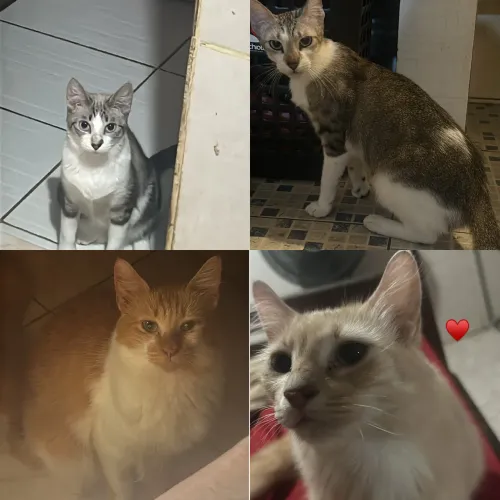 Doa-se gatinhas adultas 