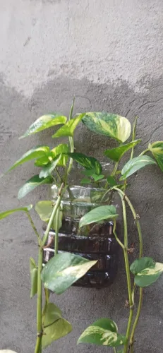 Plantas