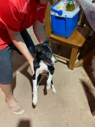 Doação de cachorro 