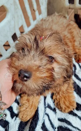 Filhote de Lhasa apso com Poodle