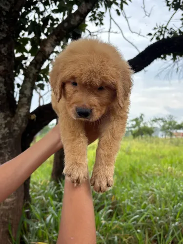 Golden retriever fêmeas disponíveis