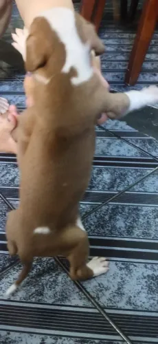 Pitmonster 
