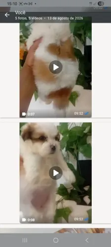 Pet amor ?