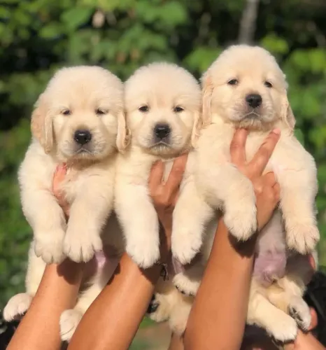 Filhotes de Golden Retriever com Muito Carinho
