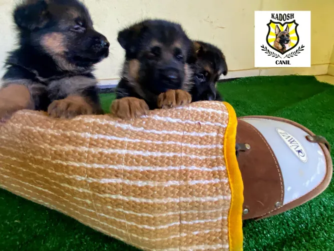 Pastor alemão capa preta