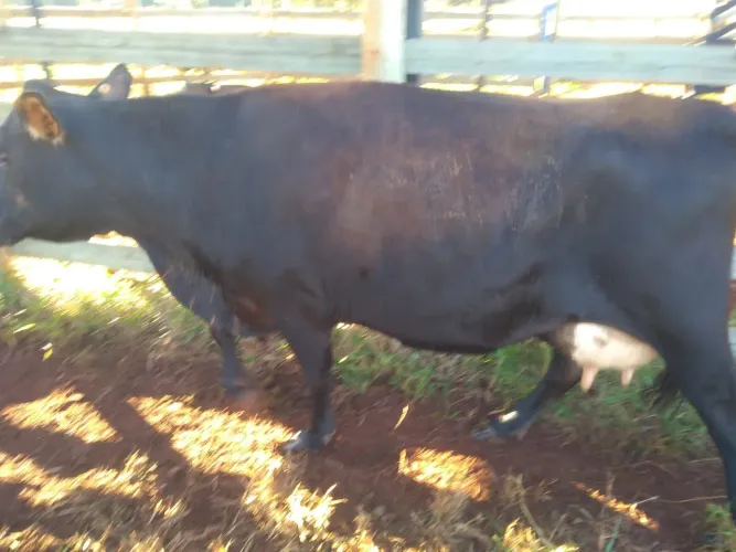 Vendo vaca jersey com bezerra e boi gir em Uberlândia