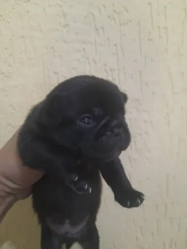 Filhote de Pug