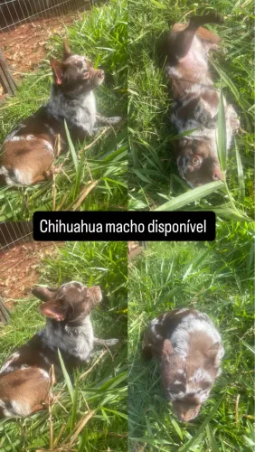 Chihuahua macho adulto exótico 