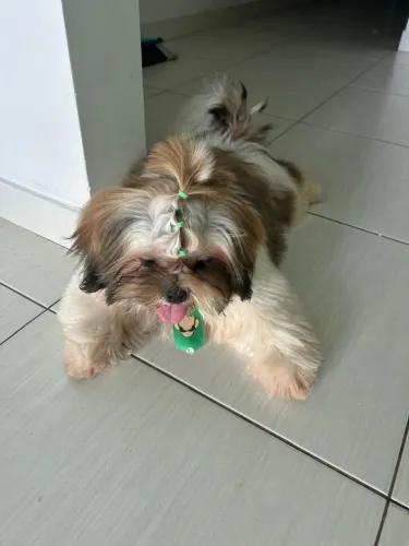 Shih Tzu Puro Macho