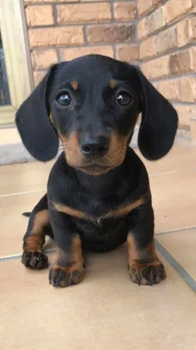 Teckel/Salsicha/Basset - Filhotes criados com amor e responsabilidade