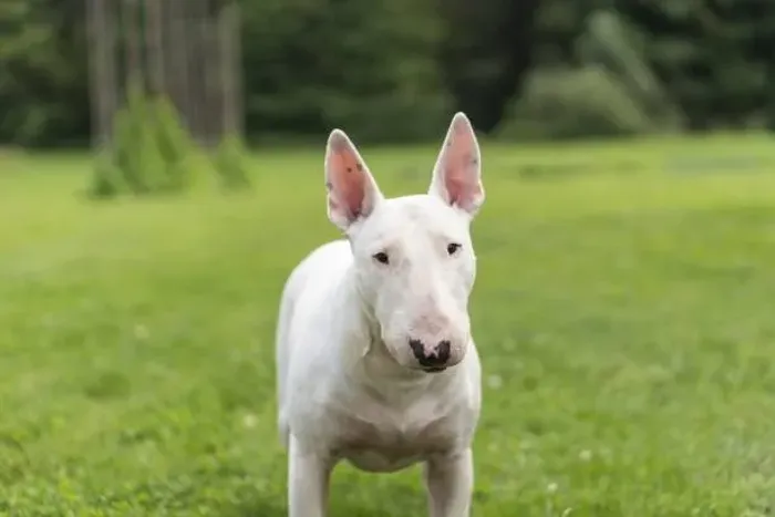 ? Filhotes de Bull Terrier | Lealdade, Energia e Muito Carinho