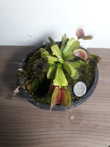 Muda de Dionaea B52 - Papa mosca - Planta carnívora - Porto Alegre RS