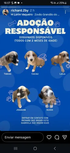 Doa se cachorros ? 