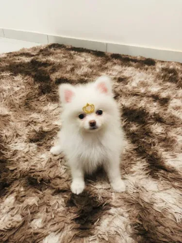 Spitz Alemão lindo demais