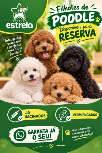 Filhotes poodles 