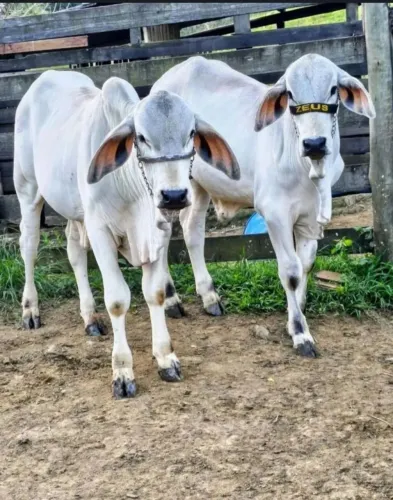 Vende -se 3 bezerros Tabapuã PO e 1 bezerra muito mansos