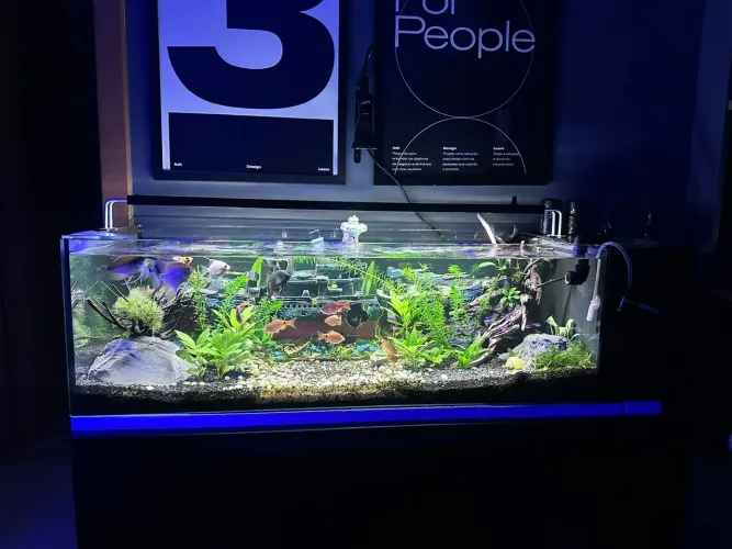 Aquário 160 litros