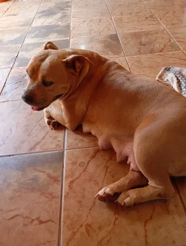 Vende American bully 