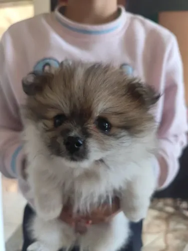 Lulu da palmerania