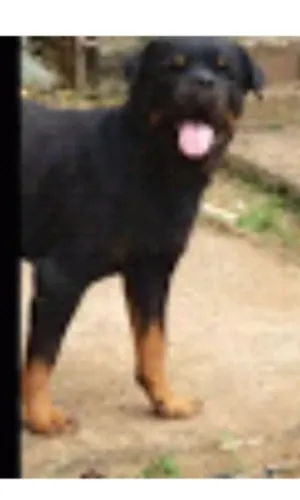 Rottweiler